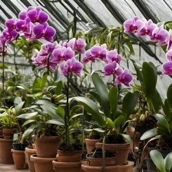 Como Regar suas Orquídeas de Forma Correta Como Regar suas Orquídeas de Forma Correta