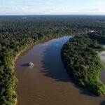 BNDES libera R$ 200 milhões para Mombak para restauração de florestas na Amazônia