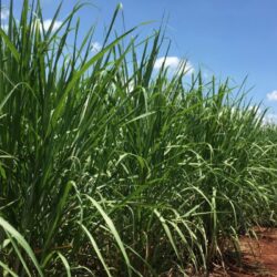 Produção de açúcar do centro-sul cai 4,8% na 2ª quinzena de agosto, indica governo