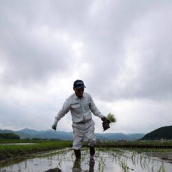 Seca, turismo e disputa comercial: como o Japão foi da falta ao excesso de arroz Seca, turismo e disputa comercial: como o Japão foi da falta ao excesso de arroz