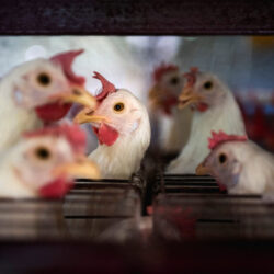 UE conclui que produções de frango e mel do Brasil atendem requisitos para exportações UE conclui que produções de frango e mel do Brasil atendem requisitos para exportações